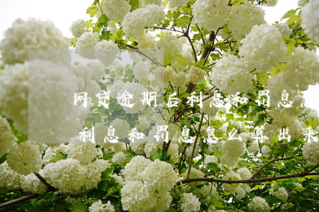 网贷逾期后利息和罚息怎么算-网贷逾期后利息和罚息怎么算出来的