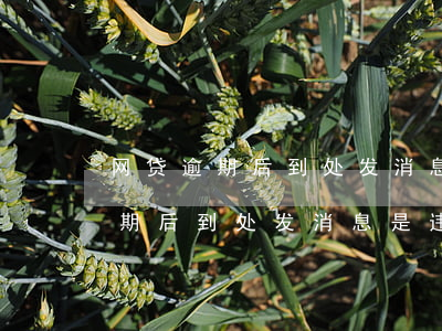 网贷逾期后到处发消息是违法的吗-网贷逾期后到处发消息是违法的吗怎么办