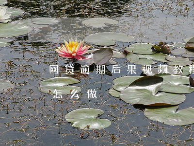 网贷逾期后果视频教程(网贷逾期被起诉后该怎么做)
