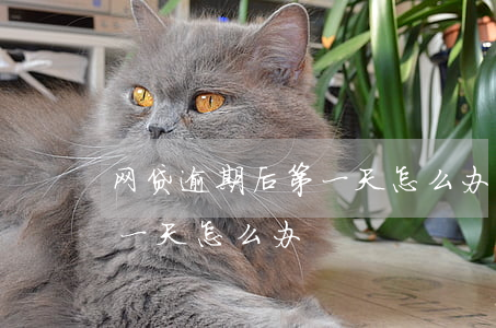 网贷逾期后第一天怎么办(网贷忘了还款逾期一天怎么办)