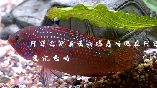 网贷逾期后还会爆息吗(现在网贷逾期还会爆通讯录吗)