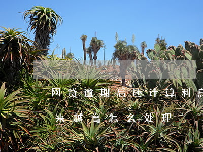 网贷逾期后还计算利息吗(网贷逾期了利息越来越高怎么处理)
