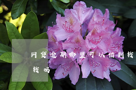 网贷逾期哪里可以借到钱(网贷逾期还能借到钱吗)