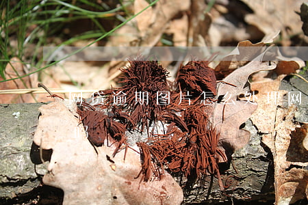网贷逾期图片怎么处理(网贷逾期p图你们怕吗)