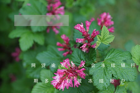 网贷逾期多久会冻结银行账户民生-网贷逾期多久会被冻结账户