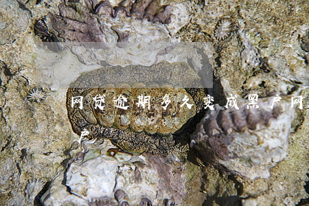 网贷逾期多久变成黑户(网贷逾期多久变成黑户)