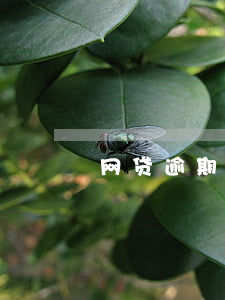 网贷逾期多久可再申请贷款？影响因素解析