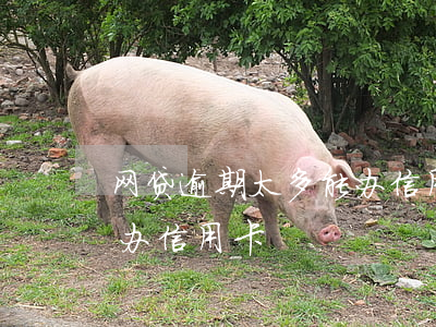 网贷逾期太多能办信用卡吗(网贷逾期能不能办信用卡?)