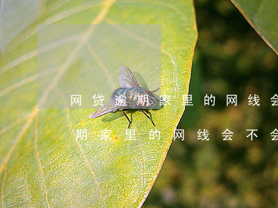 网贷逾期家里的网线会不会被停用-网贷逾期家里的网线会不会被停用了