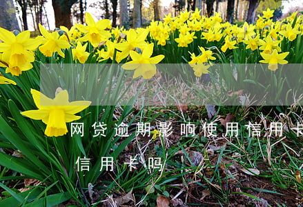 网贷逾期影响使用信用卡吗(网贷逾期会影响信用卡吗)