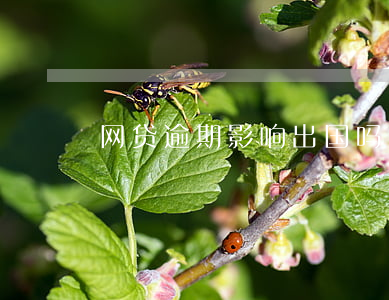网贷逾期影响出国吗(欠了网贷能出国吗)