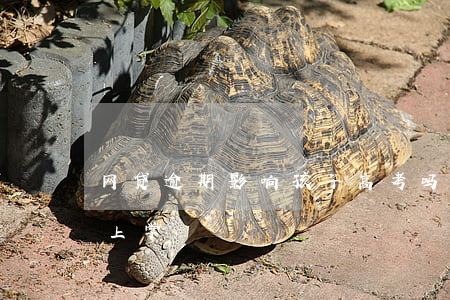 网贷逾期影响孩子高考吗(网贷逾期影响孩子上学)