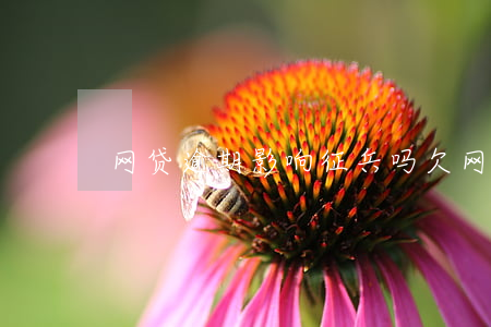 网贷逾期影响征兵吗（欠网贷会影响征兵吗）