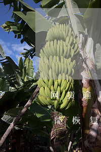 网贷逾期征信能恢复法(网贷逾期还完后征信能恢复吗)
