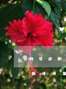 网贷逾期律师事务所发过来律师函-网贷逾期律师事务所发过来律师函是真的吗
