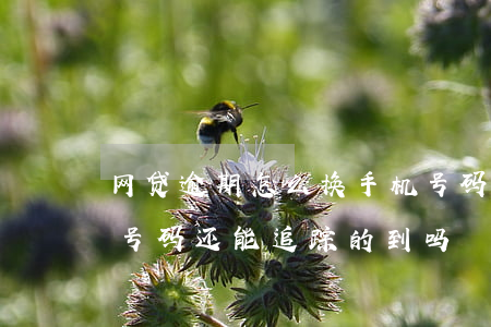 网贷逾期怎么换手机号码(欠了网贷换了手机号码还能追踪的到吗)