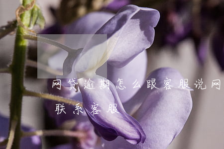 网贷逾期怎么跟客服说(网贷逾期该不该主动联系客服)
