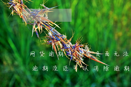 网贷逾期支付宝负面无法还款(支付宝有网贷逾期没还可以消除逾期记录吗)