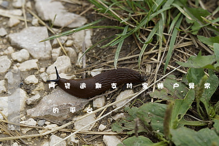 网贷逾期支付宝账户异常(支付宝逾期能借款的平台)