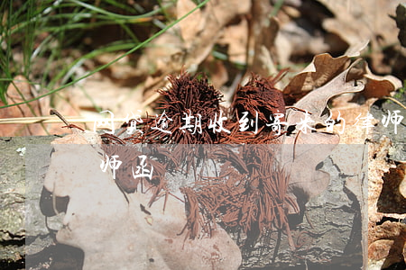 网贷逾期收到寄来的律师函(网贷逾期寄了律师函)