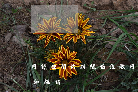 网贷逾期收到短信催缴(网贷逾期收到诉讼通知短信)