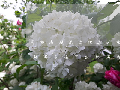 网贷逾期无力偿还不给协商合理吗-网贷逾期实在还不起,协商也没用怎么办