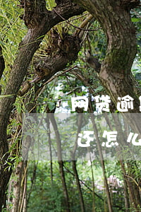 网贷逾期无力偿还怎么处理(网贷逾期无力偿还怎么处理?找那个部门)