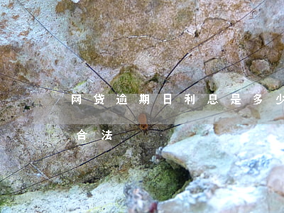 网贷逾期日利息是多少(网贷逾期日利率多少合法)