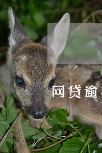 网贷逾期是不可以消掉(网贷逾期几年会消除)