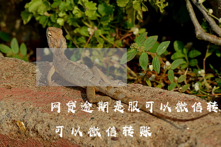 网贷逾期是服可以微信转账-网贷逾期是服可以微信转账