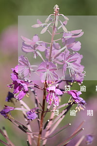 网贷逾期是法院还是派出所给你打电话-网贷逾期是法院还是派出所给你打电话的