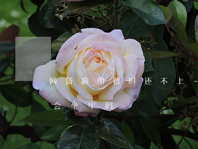 网贷逾期暂时还不上-网贷逾期暂时还不上会坐牢吗