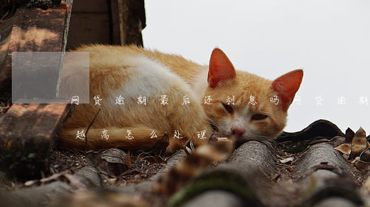 网贷逾期最后还利息吗(网贷逾期了利息越来越高怎么处理)