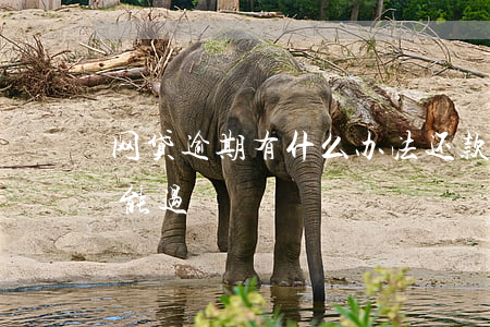 网贷逾期有什么办法还款(逾期了哪些网贷还能过)