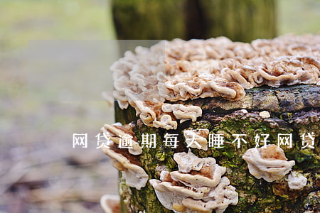 网贷逾期每天睡不好 网贷逾期了还不上