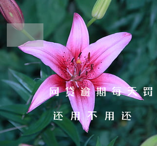网贷逾期每天罚息8块(网贷逾期产生的罚息还用不用还?)