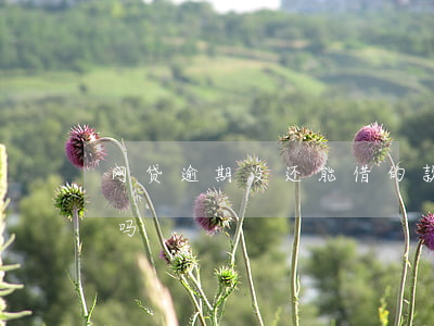 网贷逾期没还能借的款(网贷逾期没还还能借吗)