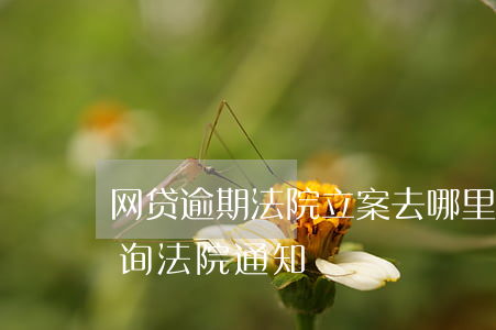 网贷逾期法院立案去哪里查(网贷逾期怎么查询法院通知)