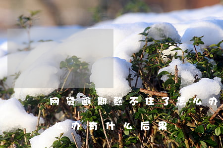 网贷逾期熬不住了怎么办(网贷逾期还不上怎么办有什么后果)