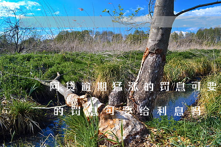 网贷逾期猛涨的罚息可要给-网贷逾期猛涨的罚息可要给利息吗