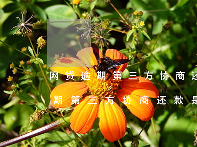 网贷逾期第三方协商还款是真的吗-网贷逾期第三方协商还款是真的吗还是假的
