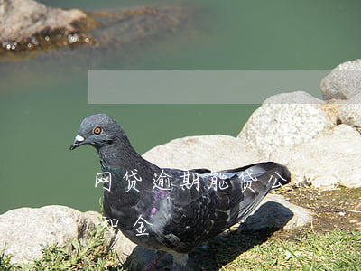 网贷逾期能贷公积金吗(网贷逾期可以申请公积金)