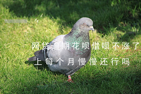 网贷逾期花呗借呗不涨了(花呗借呗逾期还不上每个月慢慢还行吗)