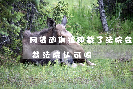 网贷逾期被仲裁了法院会支持吗(网贷逾期仲裁法院认可吗)