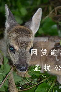 网贷逾期被威胁网络公司怎么办-网贷逾期骚扰公司