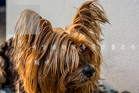 网贷逾期被辱骂还要还吗(网贷还款失败算逾期吗)