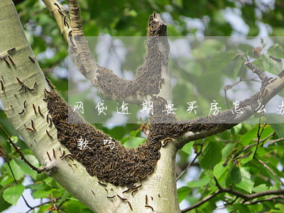 网贷逾期要买房怎么办(网贷逾期可以买房贷款吗)