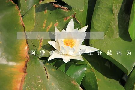 网贷逾期要卖车还款吗(为了还网贷把车卖了)