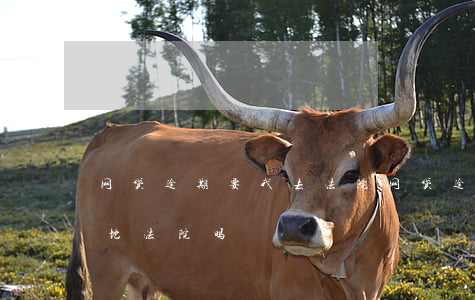 网贷逾期要我去法院(网贷逾期被诉讼要到当地法院吗)