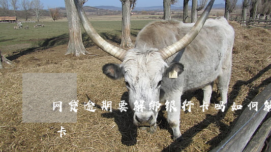 网贷逾期要解绑银行卡吗(如何解绑网贷银行卡)